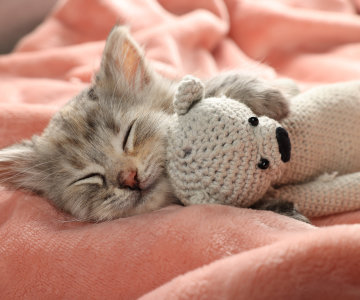 Котёнок на пледе