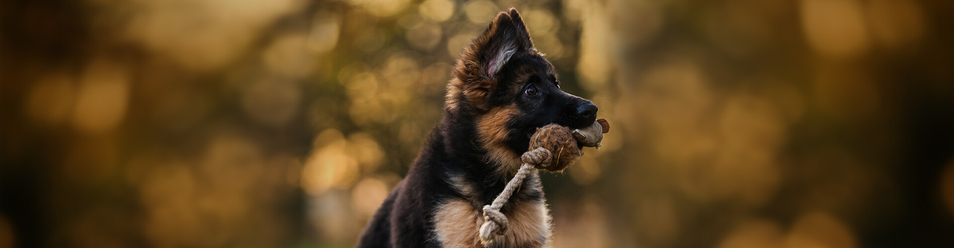 Kalcivet применение