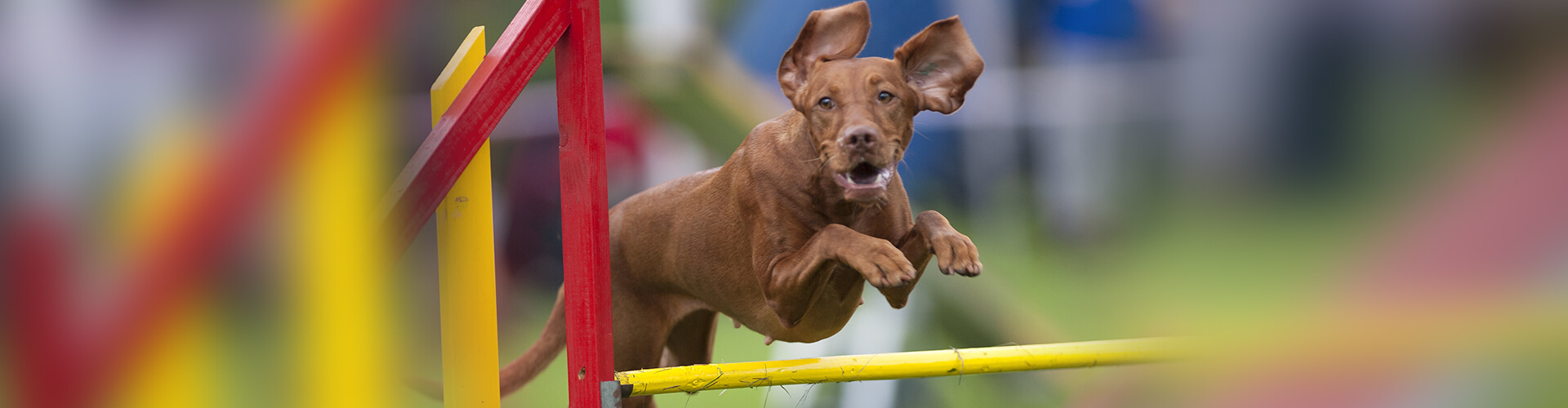 Mobilityvet слайд 3