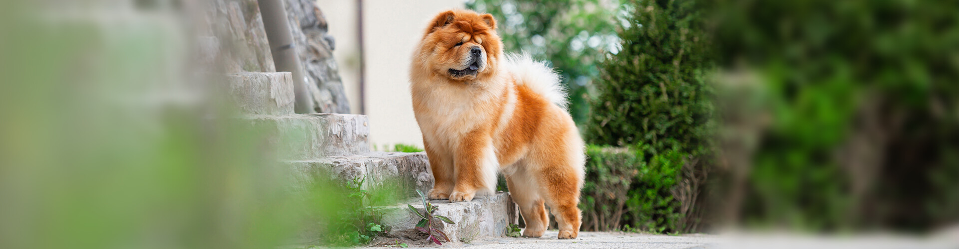 Reprovet male слайд 3