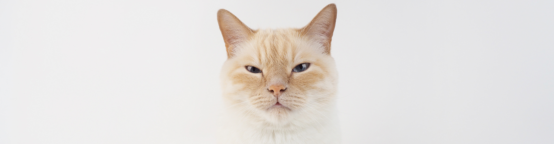 Seniorvet слайд 4