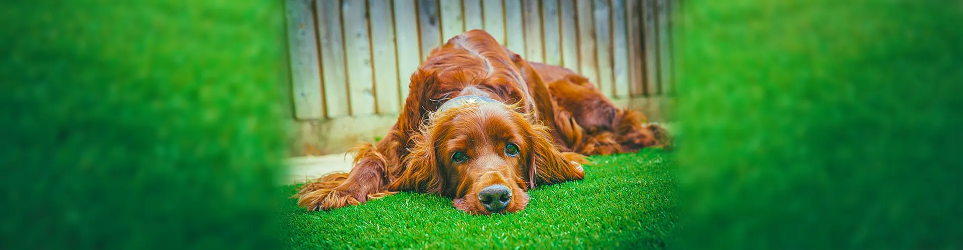 Интествет слайд 3